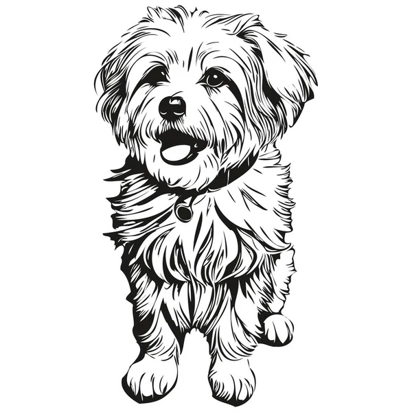 Coton Tulear Hund Vektor Gesichtszeichnung Porträt Skizze Vintage Stil Transparenten — Stockvektor