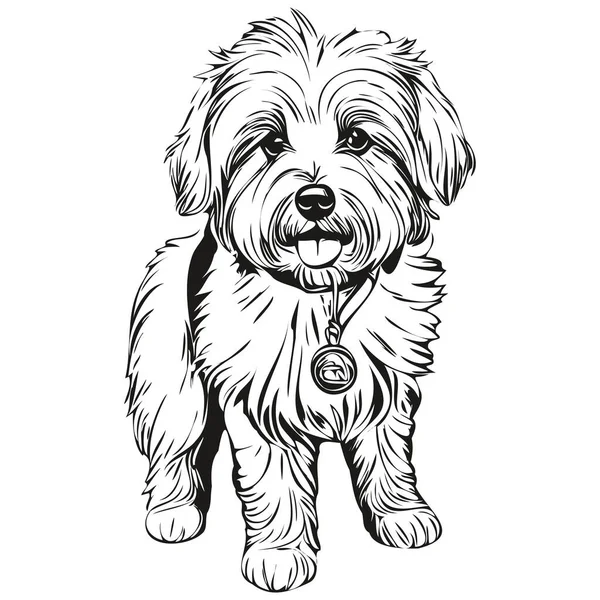 綿デTulear犬ベクトル面描画肖像画 スケッチヴィンテージスタイル透明背景スケッチ描画 — ストックベクタ