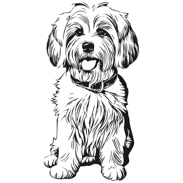 綿デTulear犬ベクトルグラフィック 手描き鉛筆動物ラインイラスト現実的な品種ペット — ストックベクタ