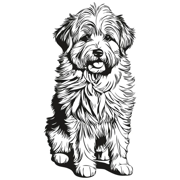 Coton Tulear Cão Vetor Gráficos Desenhado Mão Lápis Animal Linha — Vetor de Stock