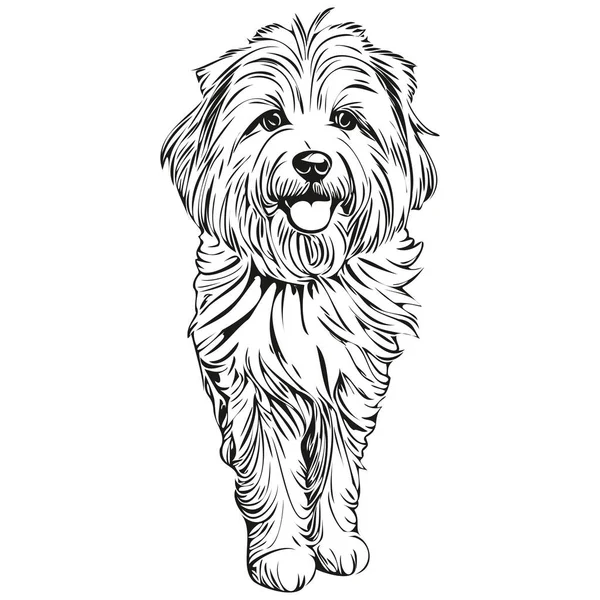 Coton Tulear Gráficos Vectoriales Para Perros Lápiz Dibujado Mano Línea — Vector de stock