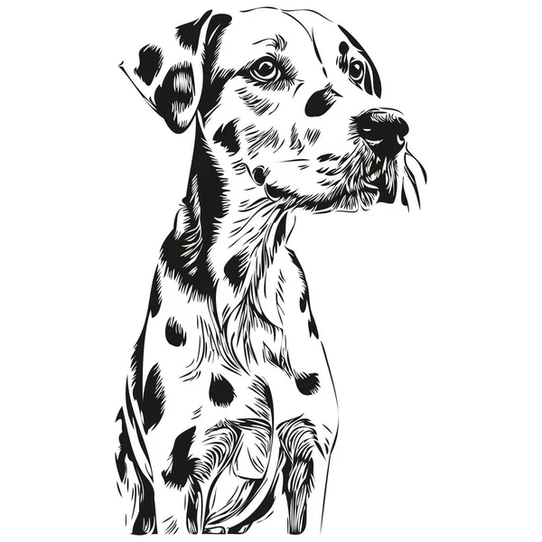 Dalmatian Koira Linja Kuva Musta Valkoinen Muste Luonnos Kasvot Muotokuva — vektorikuva