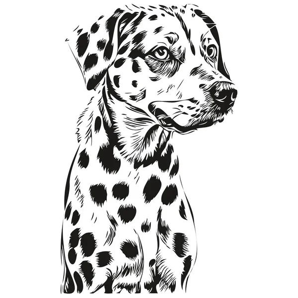 Dalmatian Dog Outline Pencil Drawing Artwork Black Character White Background — Stock Vector