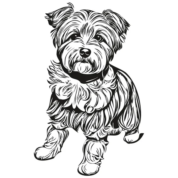 Dandie Dinmont Terriers ขวาดภาพเวกเตอร ภาพวาดใบหน าโดดเด ภาพวาดเส นสเก — ภาพเวกเตอร์สต็อก