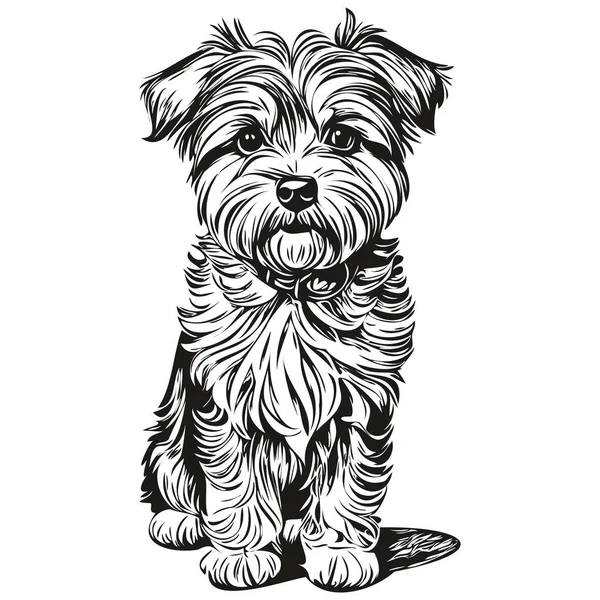 Dandie Dinmont Terriers ภาพวาดสายพ ขคล ลปะวาดม เวกเตอร ภาพวาดสเก าและส ขาว — ภาพเวกเตอร์สต็อก