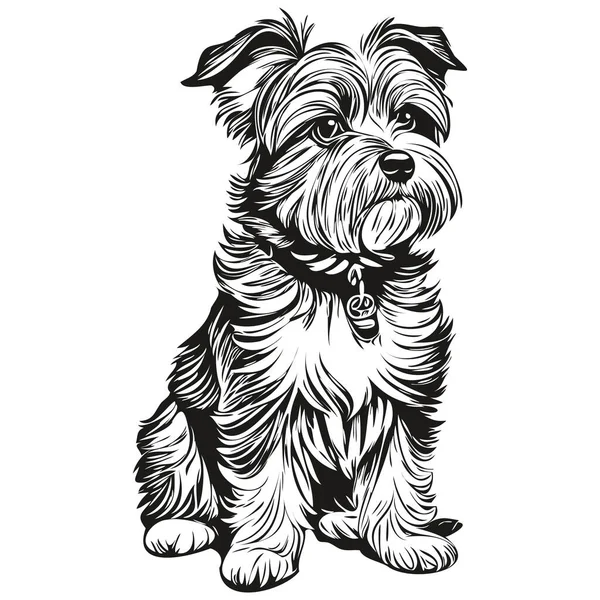 Dandie Dinmont Terriers Hund Ansikte Vektor Porträtt Rolig Kontur Husdjur — Stock vektor