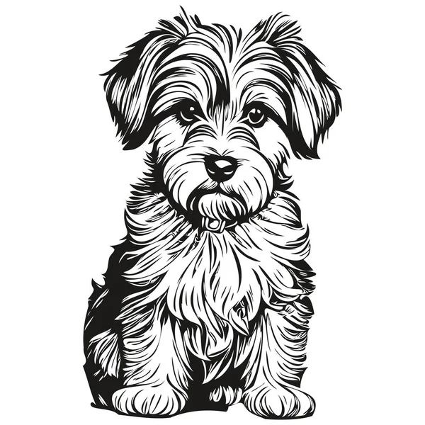 หมา Dandie Dinmont Terriers วาดโดดเด ยวบนพ นหล ขาว ยงเส นภาพวาดสเก — ภาพเวกเตอร์สต็อก
