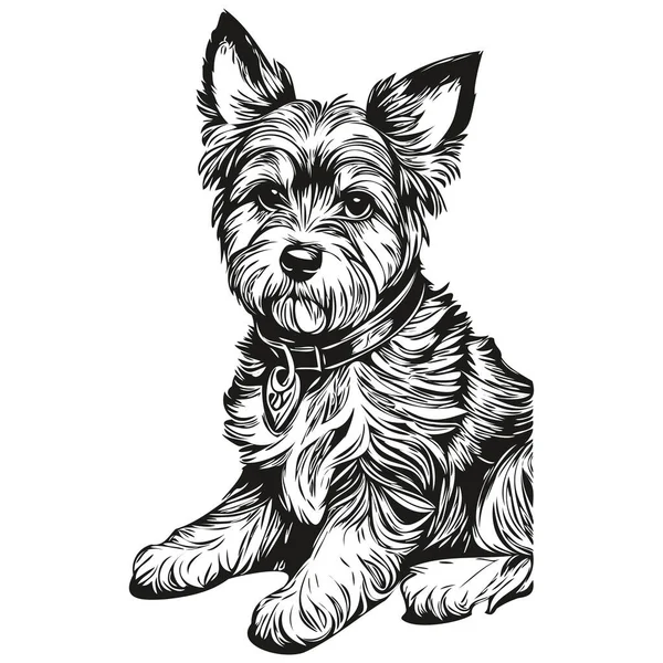 Dandie Dinmont Terrier Cane Matita Mano Disegno Vettore Contorno Illustrazione — Vettoriale Stock