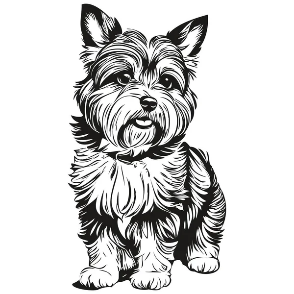 Dandie Dinmont Terriers Chien Croquis Illustration Gravure Noir Blanc Vecteur — Image vectorielle