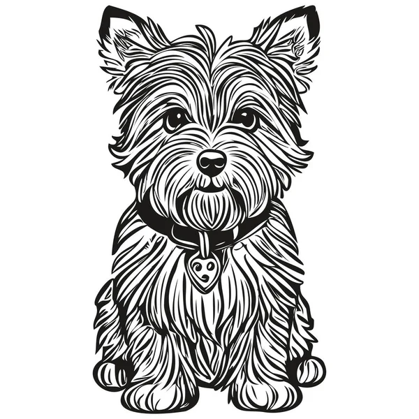 Croquis Pour Chien Dandie Dinmont Terriers Illustration Gravure Noir Blanc — Image vectorielle