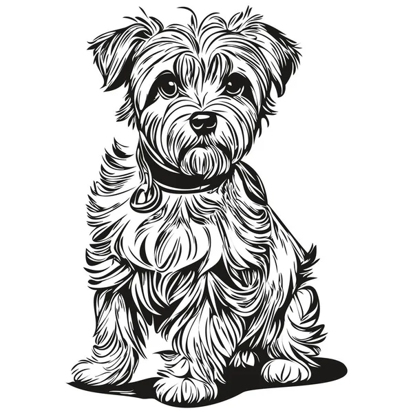 Dandie Dinmont Terriers Cão Realista Pet Ilustração Mão Desenho Rosto — Vetor de Stock