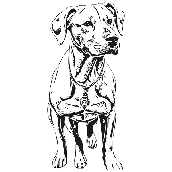 Dogo Argentino Dog Cartoon Face Ink Portrait Black White Sketch — Stock Vector