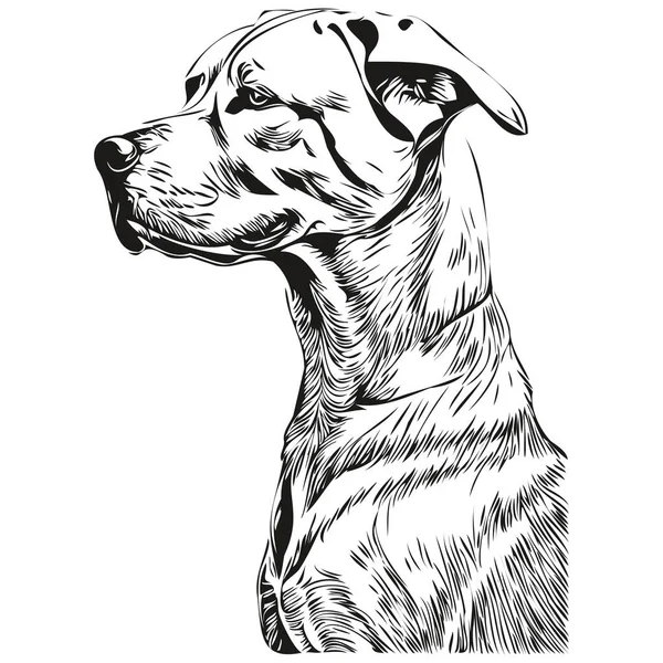 Dogo Argentino Hondenlogo Vector Zwart Wit Vintage Schattig Hondenhoofd Gegraveerd — Stockvector