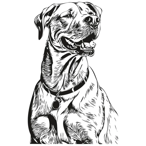 Dogo Argentino Dog Line Illustration Black White Ink Sketch Face — Stock Vector