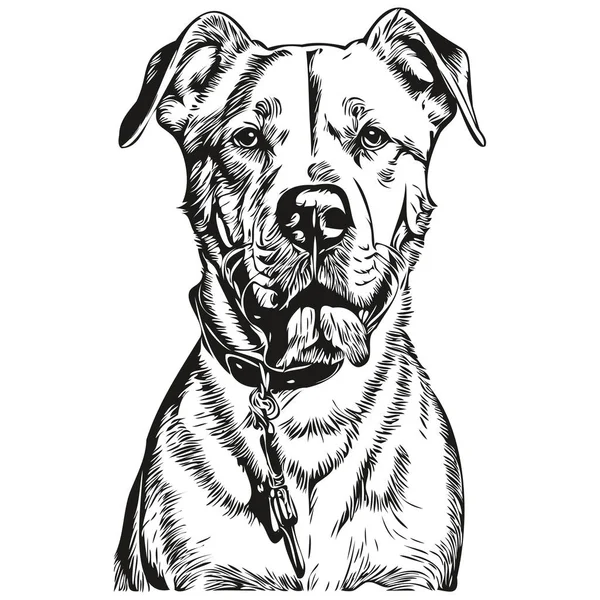 Dogo Argentino Cão Gravado Retrato Vetorial Desenho Vintage Cartoon Rosto — Vetor de Stock