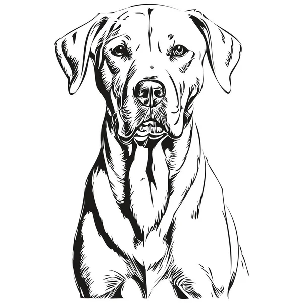 Dogo Argentino Dog Pet Silhouette Animal Line Illustration Hand Drawn — Stock Vector