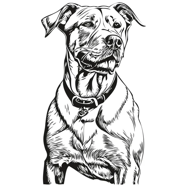 Dogo Argentino Hond Huisdier Schets Illustratie Zwart Wit Graveren Vector — Stockvector