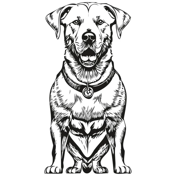 Gráficos Vectoriales Para Perros Dogo Argentino Ilustración Línea Animal Dibujada — Vector de stock