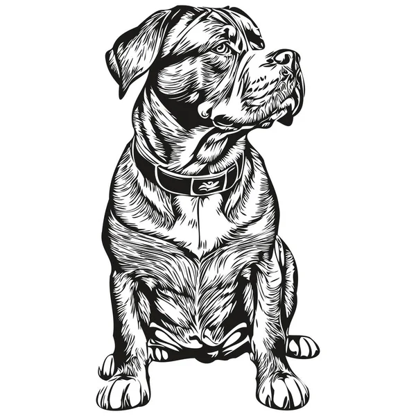 Dogue Bordeaux Hond Inkt Schets Tekening Vintage Tatoeage Shirt Print — Stockvector