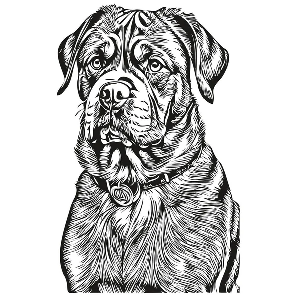 Dogue Bordeaux Dog Line Illustration Black White Ink Sketch Face — Stock Vector