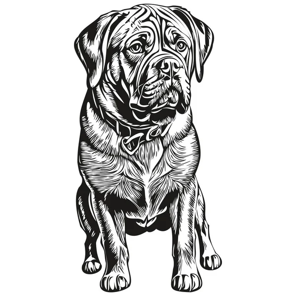 波尔多狗的标识矢量黑白相间 老式可爱的狗头雕刻草图 — 图库矢量图片
