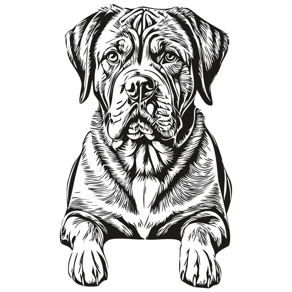 Dogue Bordeaux Dog Realistic Pencil Drawing Vector Line Art Illustration — Stock Vector