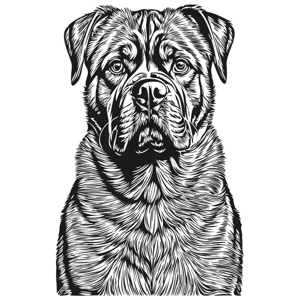 波尔多犬矢量图形 手绘铅笔动物线条图解逼真品种宠物 — 图库矢量图片