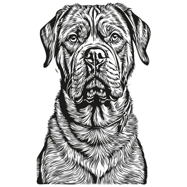 Grafis Vektor Anjing Dogue Bordeaux Sketsa Gambar Garis Pensil Hewan - Stok Vektor