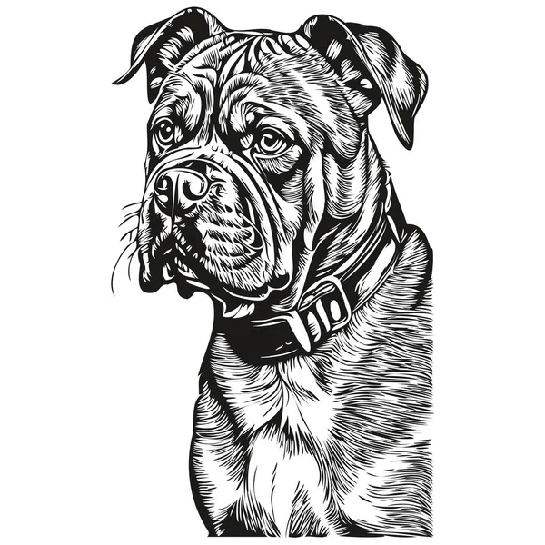Dogue Bordeaux Σκυλί Διάνυσμα Πρόσωπο Σχέδιο Πορτρέτο Σκίτσο Vintage Στυλ — Διανυσματικό Αρχείο