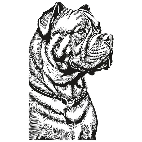 Dogue Bordeaux Σκυλί Διάνυσμα Πρόσωπο Σχέδιο Πορτρέτο Σκίτσο Vintage Στυλ — Διανυσματικό Αρχείο