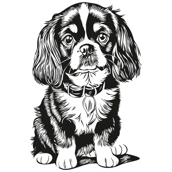 英語おもちゃスペイン犬黒描画ベクトル 孤立した顔の絵線イラスト現実的な品種のペット — ストックベクタ