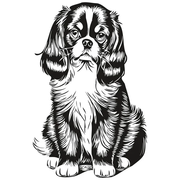 English Toy Spaniel Dog Isolated Drawing White Background Head Pet — Stock Vector