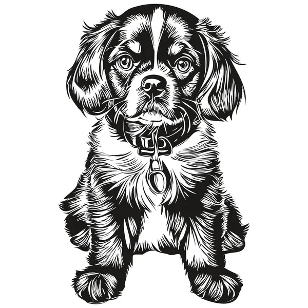 English Toy Spaniel Dog Isolated Drawing White Background Head Pet — Stock Vector