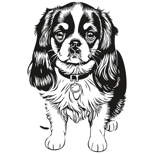 日本語おもちゃスペイン犬鉛筆手描きベクトル アウトラインイラストペットの顔のロゴ黒と白の現実的な品種のペット — ストックベクタ