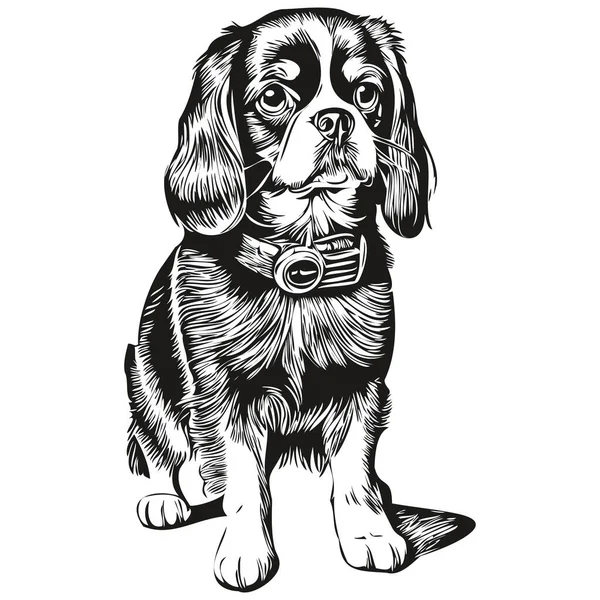 英语玩具犬宠物素描图解 黑白雕刻矢量逼真品种宠物 — 图库矢量图片