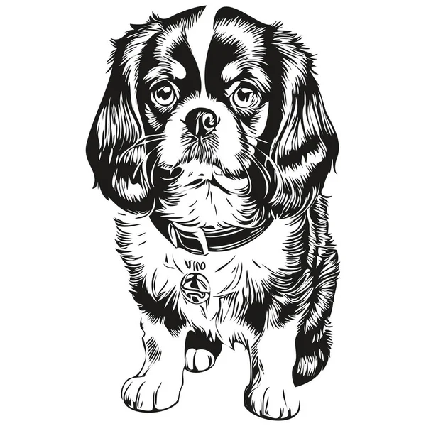 Russian Toy Spaniel Dog Vector Face Drawing Portrait Sketch Vintage — стоковый вектор