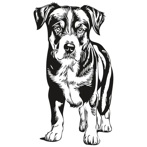Векторный Портрет Гравировкой Собаки Энтлбухер Маунтин Лицо Рисунок Черно Белом — стоковый вектор
