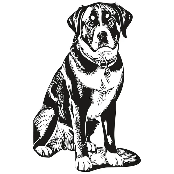 Entlebucher Perro Montaña Realista Mascota Ilustración Dibujo Mano Cara Negro — Archivo Imágenes Vectoriales