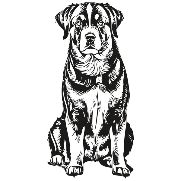 Entlebucher Mountain Dog Line Illustration Black White Ink Sketch Face — Stock Vector