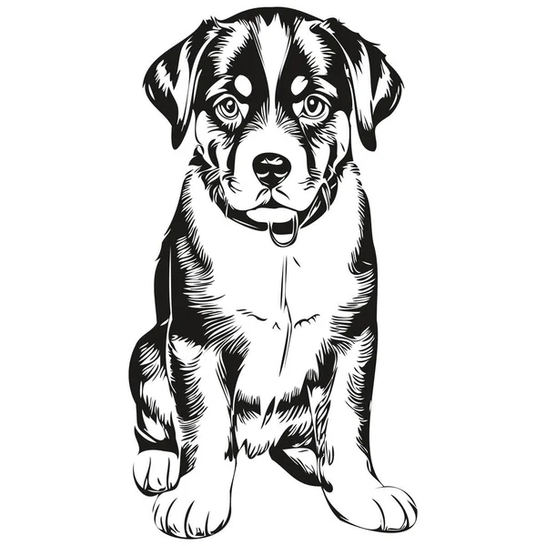 Entlebucher Mountain Dog Esboço Lápis Desenho Arte Personagem Preto Fundo — Vetor de Stock