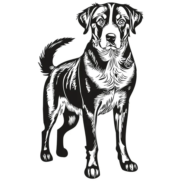 Entlebucher Dağ Köpeği Tişörtü Siyah Beyaz Sevimli Komik Çizim Vektörü — Stok Vektör