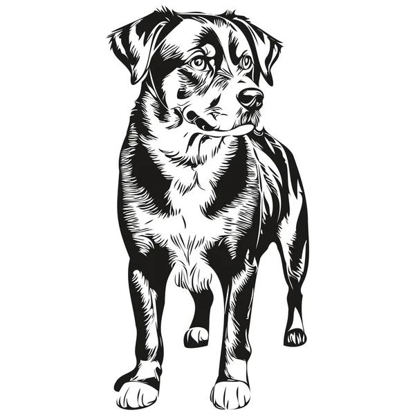 Entlebucher Sennenhundevektor Gesichtszeichnung Porträt Skizze Vintage Stil Transparenten Hintergrund — Stockvektor