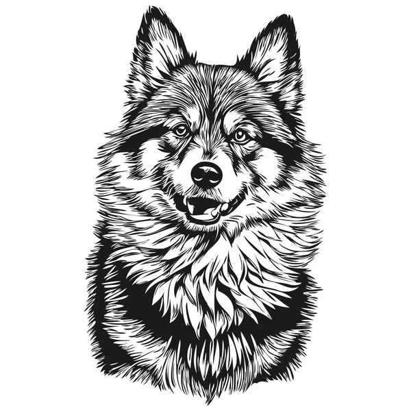 Perro Lapphund Finlandés Grabado Vector Retrato Dibujo Cara Vendimia Blanco — Vector de stock