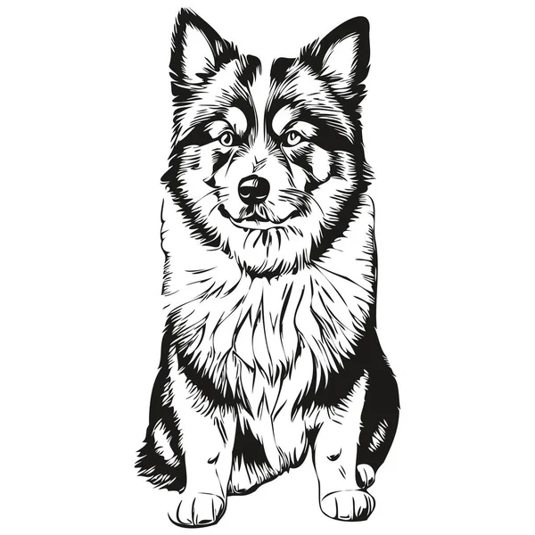 Finlandia Lapphund Perro Raza Línea Dibujo Clip Arte Animal Mano — Vector de stock