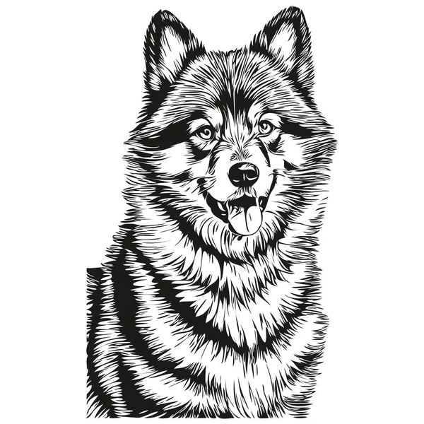 Finlandés Lapphund Perro Negro Dibujo Vector Cara Aislada Pintura Boceto — Archivo Imágenes Vectoriales