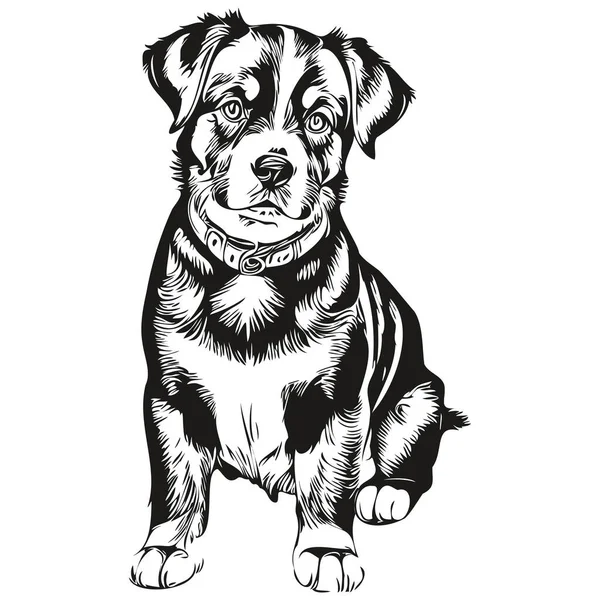 Entlebucher Gebirgshundevektorgrafik Handgezeichnete Bleistift Animal Line Illustration — Stockvektor