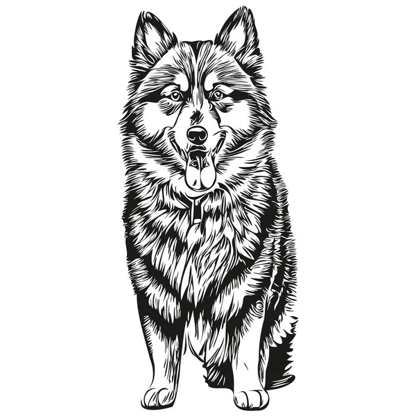 芬兰Lapphund狗脸矢量肖像 有趣的轮廓宠物图片白色背景 — 图库矢量图片