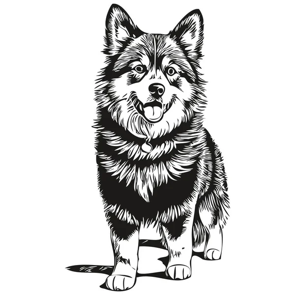 Cão Lapphund Finlandês Gravado Retrato Vetorial Desenho Vintage Cartoon Rosto — Vetor de Stock