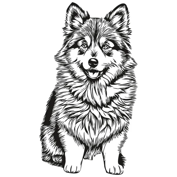 芬兰Lapphund狗墨水画 古色古香纹身或T恤衫打印黑白载体现实品种宠物 — 图库矢量图片