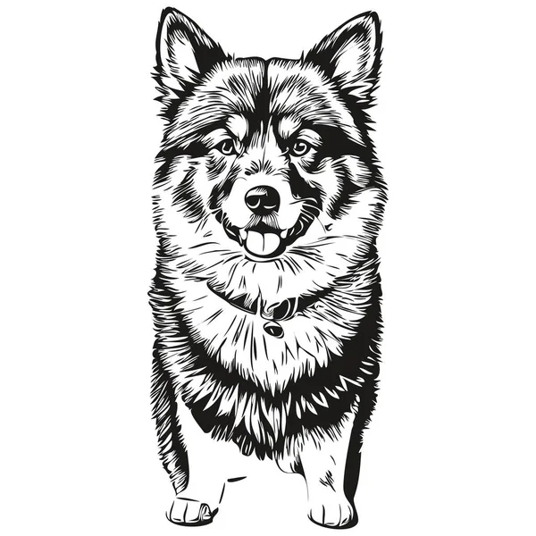 Finse Lapphund Hond Inkt Schets Tekening Vintage Tatoeage Shirt Print — Stockvector